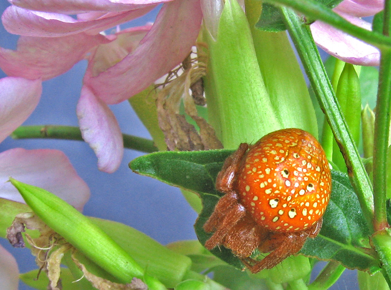 Araneus alsine - Seren del Grappa (BL)